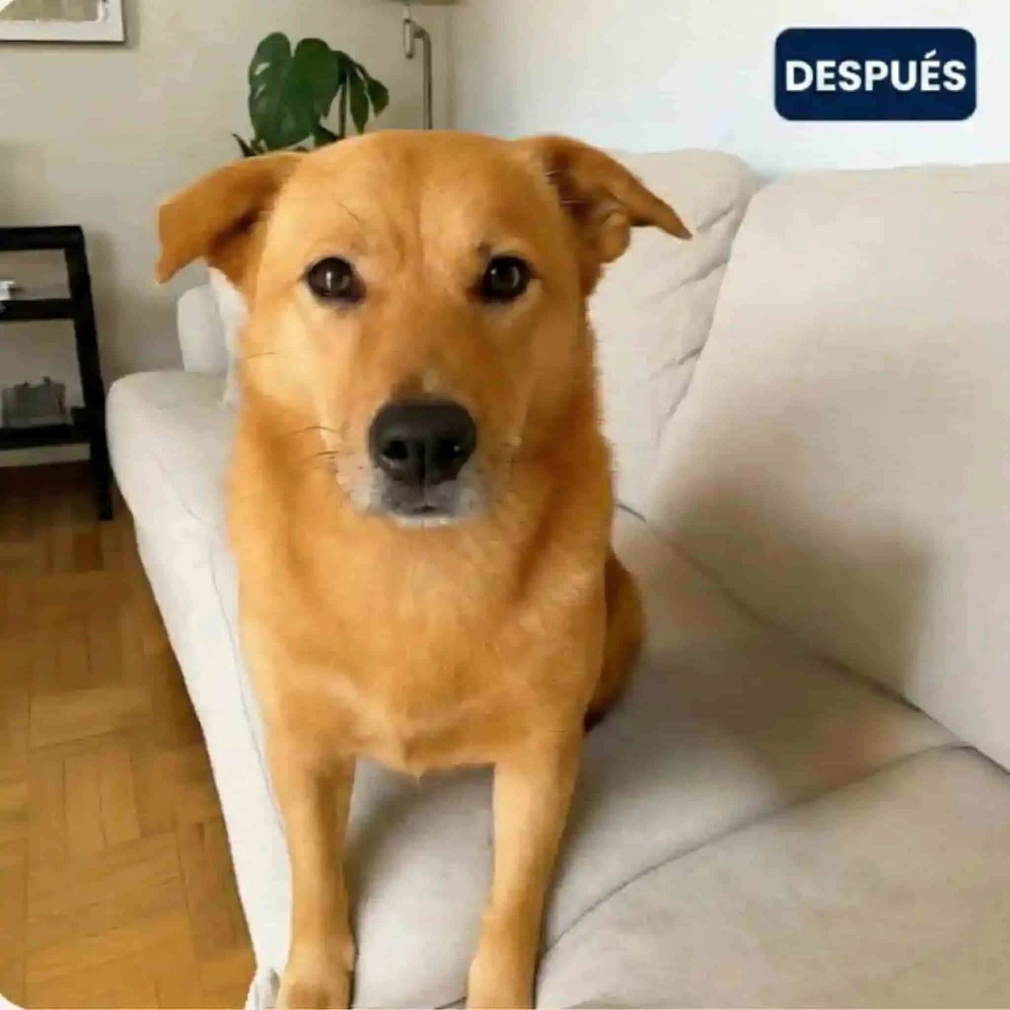 Cão após tratamento - pele saudável e feliz