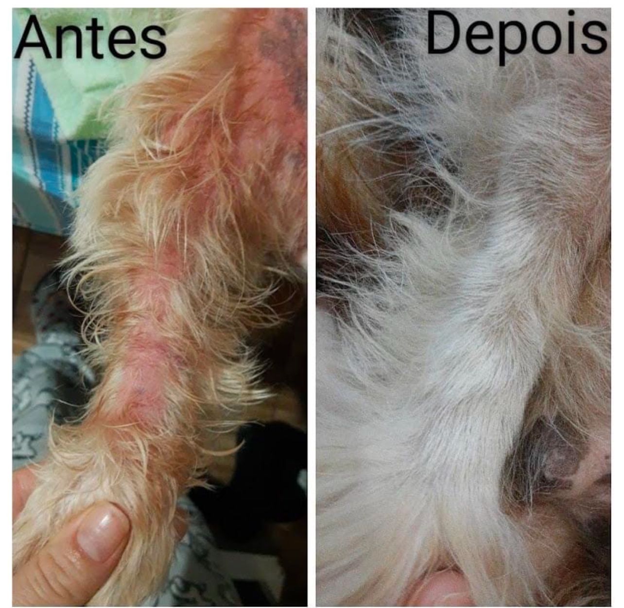 Transformação real - Antes e depois mostrando cachorro com dermatite severa completamente curado