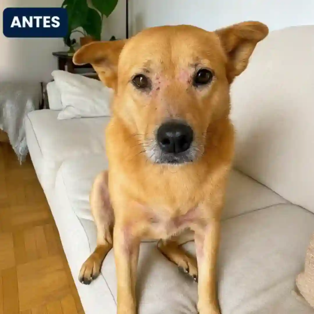 Cão com dermatite atópica severa - antes do tratamento