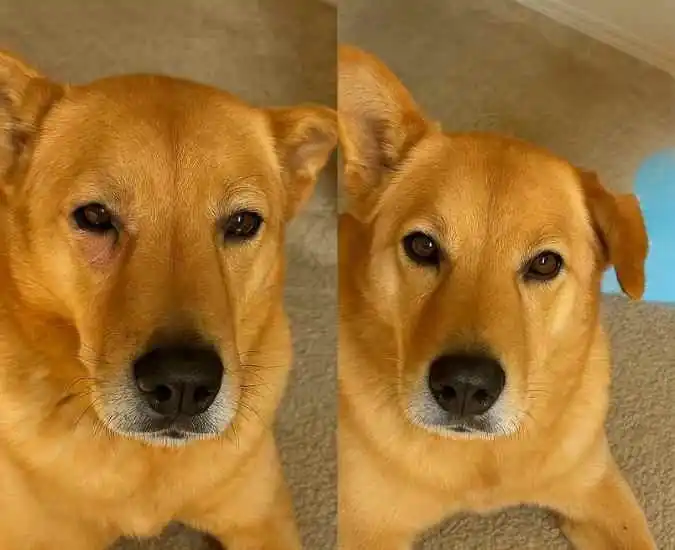 Transformação Perro dorado con transformación completa