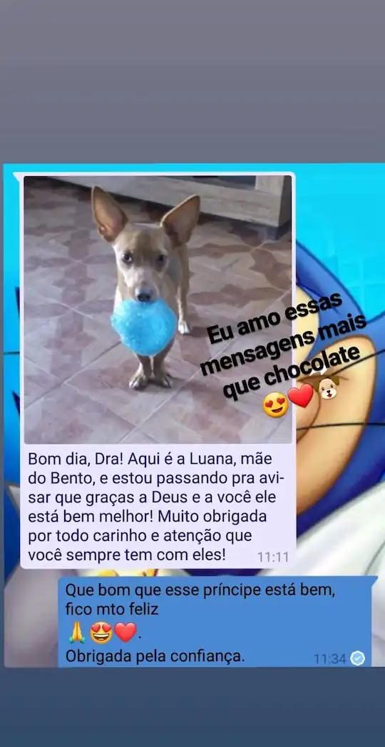 Depoimento WhatsApp - Beagle curado com carinho da veterinária
