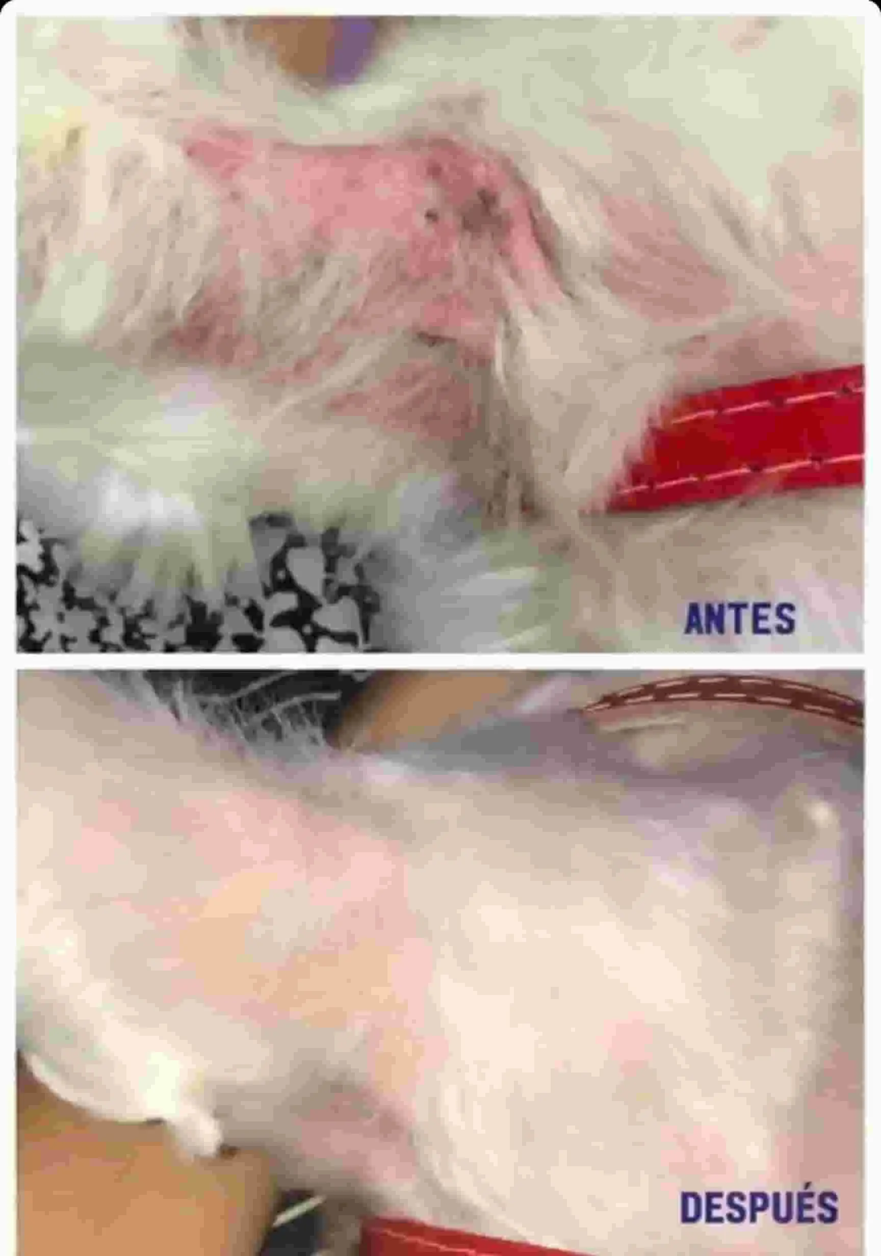 Transformación real - Heridas graves en la pata completamente curadas