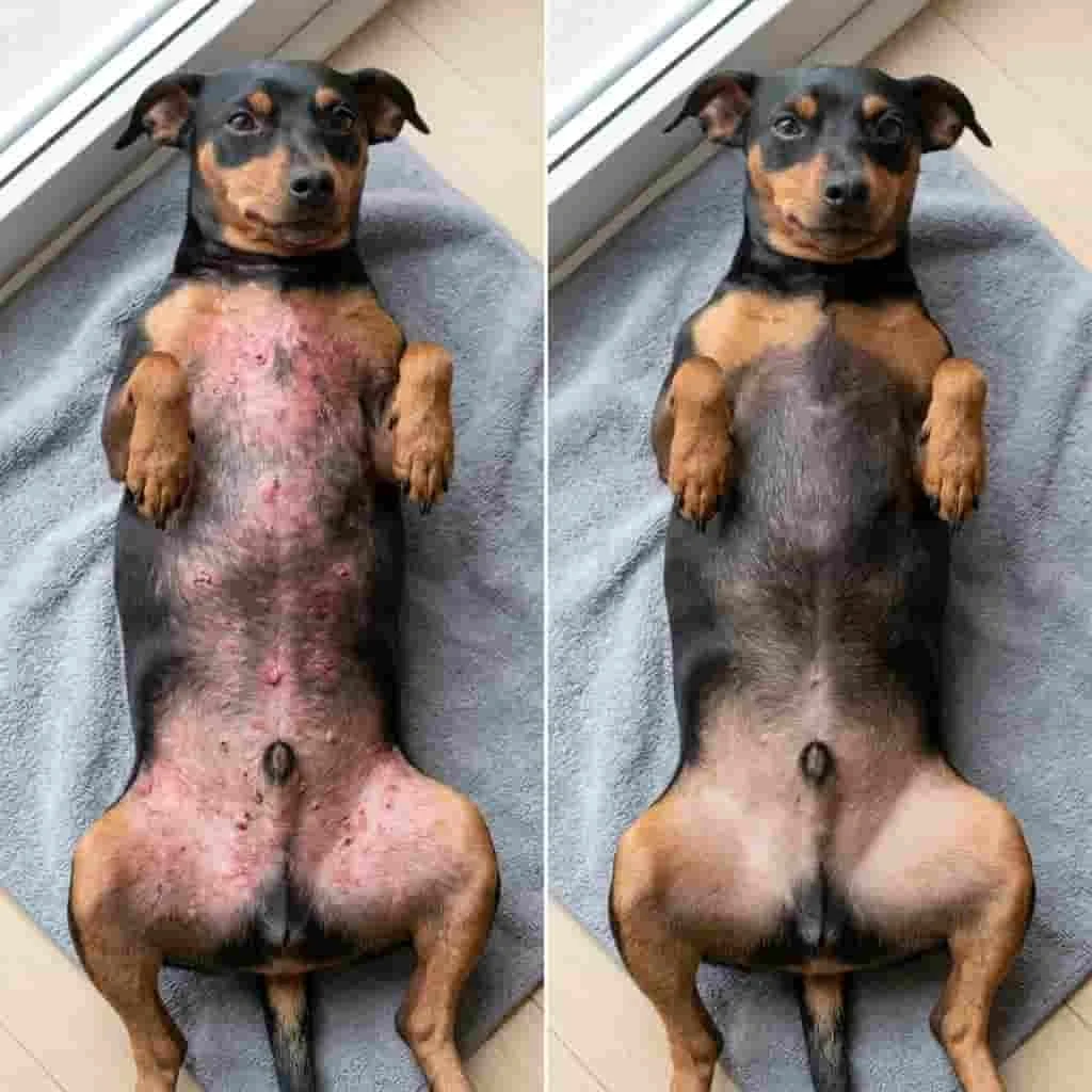 Cão tratado 2