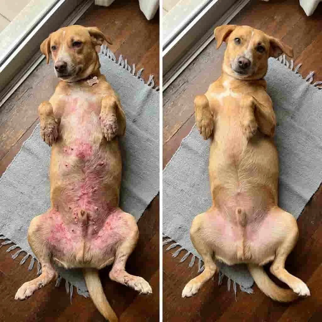 Cão tratado 5