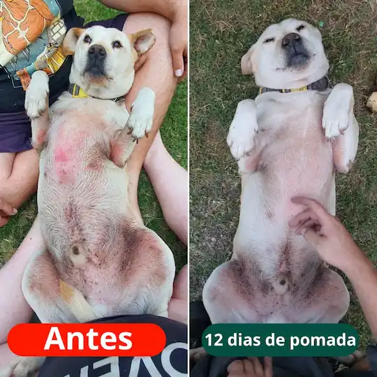 Transformação Labrador com dermatite severa no focinho